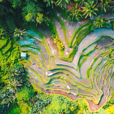 Reisterrassen in Asien mit Wasser von oben