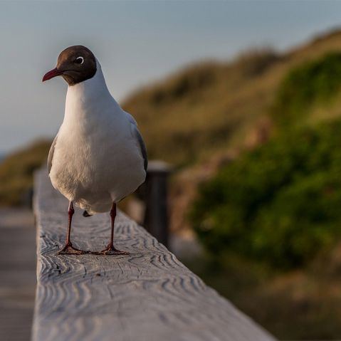 Der Sandstrand der Insel Sylt mit einer Möve